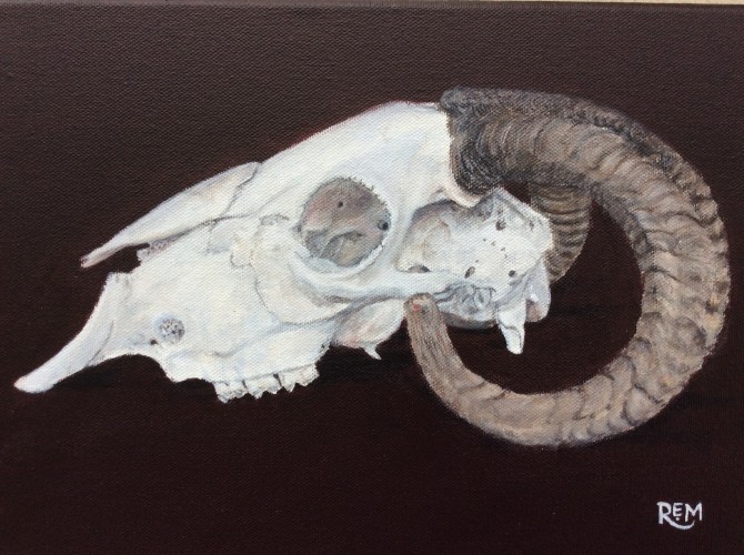 Herdwick Ram Skull